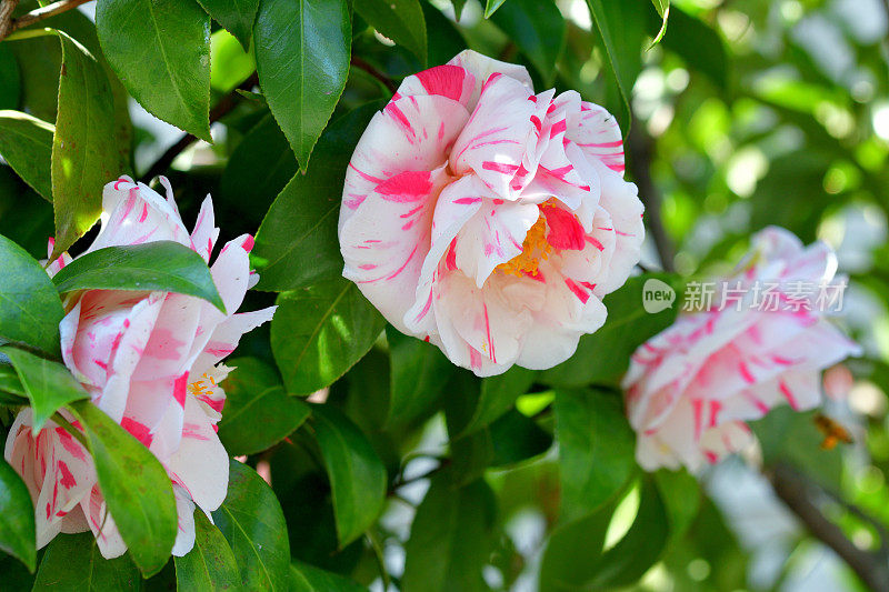 山茶花/日本山茶花花:红色，粉红色和白色